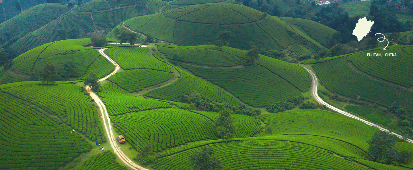 The founders of cháwū, sourcing tea from Fujian, China
